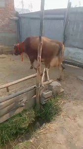 64K views · 893 reactions | 7780869959. Asalamualaikum hope all friends are fine 2nd lactation pregnant cow 9month pregnant is looking for new home at Arihal PULWAMA. 3 days left to complete 9th month 18 ltr milk records Call him for more details 7780869959. #cows #post #viralvideochallenge #viralreelschallenge #video Follow sheep seller ang | sheep seller ang | Facebook
