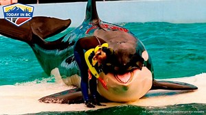 Lolita, 57, is part of the endangered southern resident killer whales pod For more, CLICK HERE: https://www.todayinbc.com/news/florida-aquarium-returning-lolita-the-orca-to-the-salish-sea-after-53-years-in-tank/ #lolita #miamiseaquarium #killerwhalerelease #whalecaptivity | mapleridgenews.com