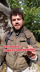 Fomes fomentarius - KAV ,Toynak Mantarı zehirsizdir , tibbi yonden faydali bir türdür , ama besin değerinin kanıtlanmış bilimsel bir çalışması yoktur ... tibbi yonden cildinizde ve yaralarinizda kullanabilirsiniz , egzamaya çok iyi geldiği bilinmektedir , mantarımızı küçücük dahi tanidigi icin pek detaylara girmiyorum . . . #mikolojist #fungi #bilimdunyasi #mantaruzmanı #mantarlaritaniyalim #mushroom #dogatutkunu | Burakhan Kösem