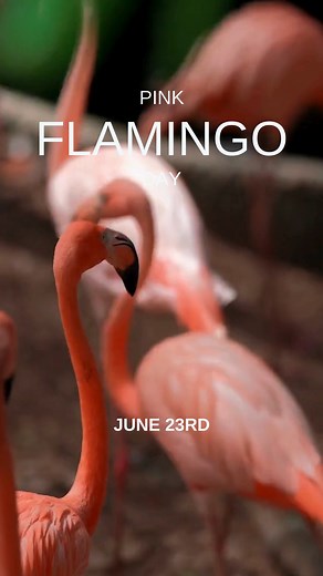 Today we're celebrating #PinkFlamingoDay, and we have a few facts for you to help us mark the occasion! 🦩 🦩 Flamingos tend to only lay one large egg 🦩 They normally range in size from 115-140 grams 🦩 The incubation period is around one month 🦩 Bot the male and female will help with incubating Do you have any other facts that our audience might find useful? Let us know! 🦩 #Brinsea | Brinsea Products Inc.