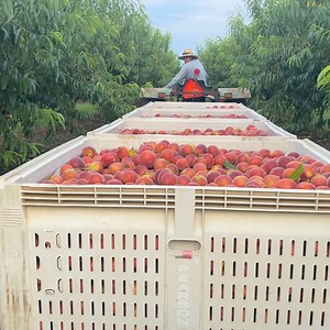 3.4K views | Pearson Farm on Reels | Facebook