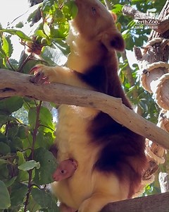 Meet our newest arrival, an adorable Goodfellow's Tree Kangaroo joey! 😍 This little one has been growing inside mum Kaluli's pouch since last spring. On your next visit, you might be lucky enough to spot her poking her head out! 📷 Keeper Karis | Perth Zoo