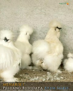 21K views · 535 reactions | Agrotek | MENARIK Fakta Unik Dari Ayam Silky dan Budidayanya | Agrotek | Facebook