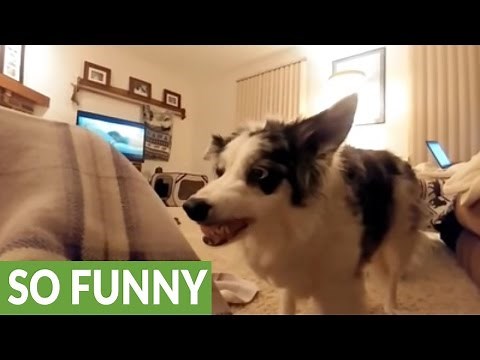 Funny dog smiles on command