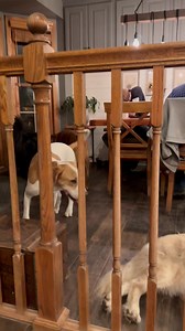 5.9K views · 268 reactions | Lucky Puppy: Where the Pawty Never Ends. Take 4 | Lucky Puppy | Facebook