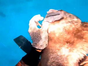 monster fish arrow GT spearfishing Buton | Fishing Videos