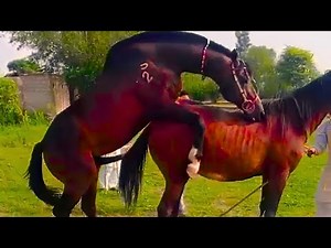 How Horses Live & Breed Naturally | Farm Breeding Season 2025
