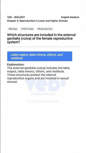Female Reproductive System External Genitalia Explained