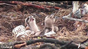 30K views · 2.3K reactions | The second Osprey chick emerged from the shell early this morning in Hellgate! Watch the hatching experience its first taste of fresh fish while alongside its two-day-old sibling. Two down, two to go! Tune in LIVE at AllAboutBirds.org/Ospreys | Bird Cams | Facebook
