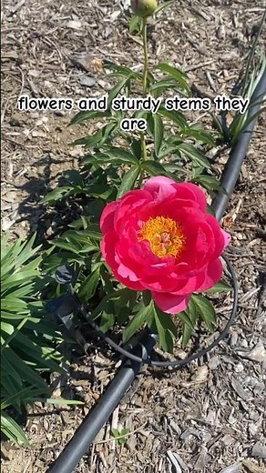 Cytherea Peony