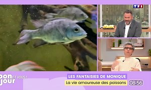 La vie amoureuse des poissons