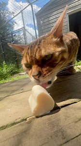 5.4K views · 521 reactions | Happy Hump Day! It’s mid week— don’t forget to ✨treat yourself✨! #lion #tiger #bengal #catlady #humpday #midweek #wednesday #catloved #lions #cougar #f1bengal #treatyourself | Wildcat Sanctuary | Facebook