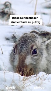 Markiert eine Person, die Hasen liebt! 👇 Jeden Dienstag ab 21:00 Uhr kriegst du süße Tierdokus auf "Pluto TV Animals" (Kanal 410) 🐇 | Pluto TV