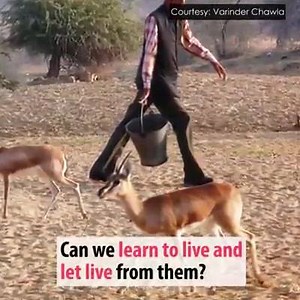 Know about the nature loving, Bishnoi tribe who breastfeed orphaned animals as their own in India #In2minutes. --Bhimsingh Rajpurohit | Indian