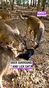 Deer Surround and Lick Cat | Ainsley Rodriguez