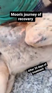 MOON'S JOURNEY OF RECOVERY  Moon had a large size abscess and poor...