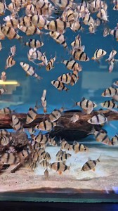 Tiger barb feeding frenzy 🫶😁 | Pier Aquatics