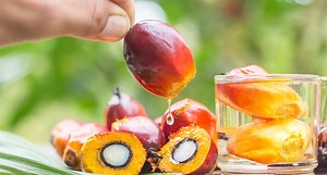 What is palm oil and why is it so bad for the environment?
