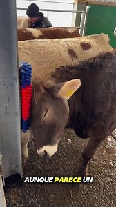 224K views · 3.3K reactions | ¡El bienestar animal es nuestra...