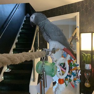 Happy Friday everyone 🐦🐦🐦🐶🐶🐶❤️❤️❤️❤️ | Kelo the African Grey