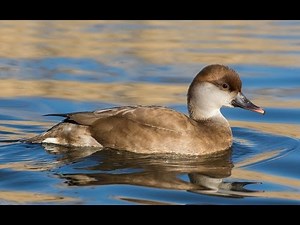 Female of Red Crested Pochard (Netta rufina) Migratory Duck In India 2014