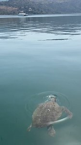 191K views · 2.6K reactions | ❤️ When you see a sea turtle in Argostoli on Kefalonia island in #Greece! Video by iona.serrapika on Tik Tok. | GREEK GATEWAY | Facebook
