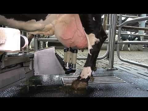 Merlin2G Robotic Milking by AMS Galaxy