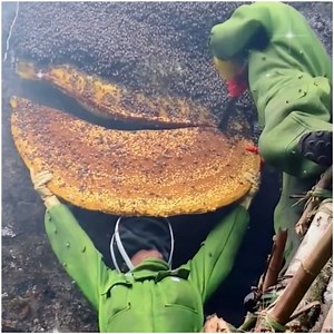 Collecting honey from tons amount of bees 🍯🐝 | Handy Dandy