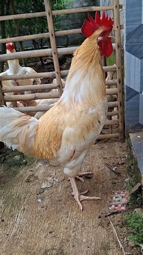Funny Rooster Crowing Sound Effect #birds #birdsounds #animalsounds