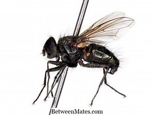 CGIとPerlの違い - その他 2026