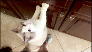 Willow, the Ragdoll, seems to have been trying to emulate his dog brothers since he arrived. Samson the Newfoundland and Rambo the Cavalier King Charles have also accepted Willow as one of the pack. | Rumble