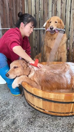 3.7M views · 10K reactions | Smart Dog Reaction  #reelsviralシ #reelsfbviral #reelsfypシ #reels2024 #dog #dogphotography #dogtraining #dogsofinstagram #doglife #doglove | Smart Dog | Facebook