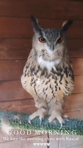 Mount Falcon on Reels