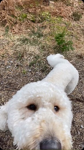 Tongue out Tuesday #dogwalker #dorset #ferndown #happydogs #verwood #dorsetdogwalks #goodwoofdogwalking #lovemyjob #dorsetdogwalker | Goodwoof Dog Walking