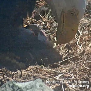 🚨 Hatch Alert at Two Harbors 🚨 Link to the Two Harbors Cam, live from Catalina Island in California: https://explore.org/livecams/bald-eagles/bald-eagle-two-harbors | explore.org
