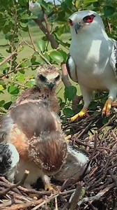 293K views · 1.7K reactions | Black- Winged Bird Chick Feasts on a Huge Lizard | Review Birds News | Facebook