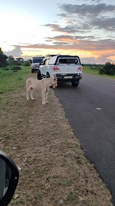 11K views · 164 reactions | A magnificent lioness, one of the...