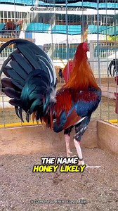 History of the Honey Roundhead Gamefowl #honeyroundheadgamefowl #gamefowlhistory #honeyroundhead | Gamefowl Enthusiast