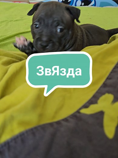 Курьезы с Брабусом: злая бандитка на одеяле