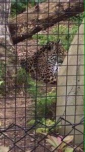 58K views · 1.1K reactions | " tarzan " #zoodeVincennes | OhPlai | Facebook