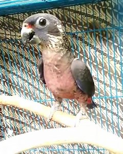 Siap alih momongan. Dusky Pionus, ganteng, anteng, mantan jinak. Kepo/kenalan 08113-69-8888 #burungparrot #paruhbengkok #parbeng #parrot #lovebird #birdbreading #ternakburung #kakatua #cockatoo #birdfarm #conure #sunconure #indonesiaparrot #africanfreyparrot #afgrey | Gunaris Shiddiq | Facebook