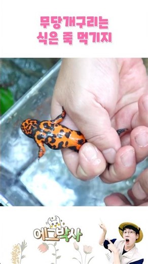 Oriental fire-bellied toad with a beautiful belly