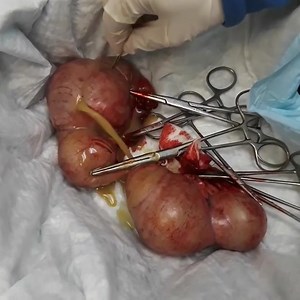 Canine pyometra (infected uterus)🐕👨‍⚕️ | Jungle Veterinary clinic