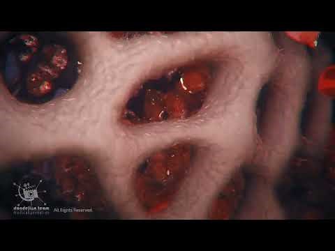 physiology of o.r.g.a.s.m in male-3D male Body and Biology