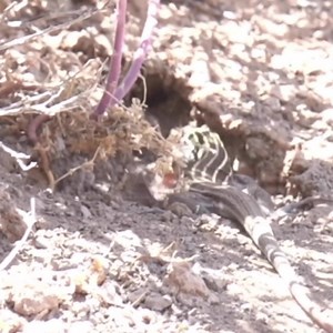 Petrified Forest National Park on Reels | Facebook