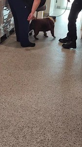 12K views · 994 reactions | Southern California Bulldog Rescue on Reels | Facebook