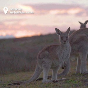2.2K views | Coffs Harbour | Visit NSW | Facebook