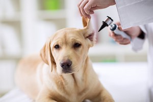 How To Get Fleas Out Of A Dog's Ears - Cuteness