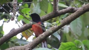 Kicau murai batu dialam liar #murai #muraibatugacor #muraibatufighter | Dunia Burung