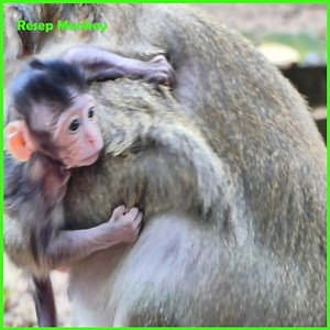 3K views · 108 reactions | How sweet.. Lovely monkey so sweet hugs and kiss newborn baby monkey!! | RESEP Monkey | Facebook